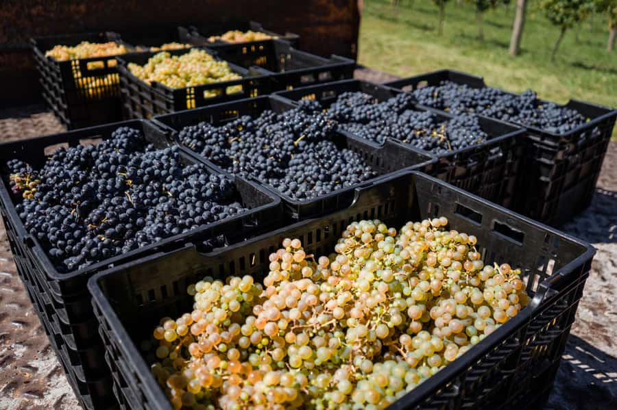 Buenos Aires: Wine Tasting & Lunch at Gamboa Vineyard - Guide support and languages: how the day stays understandable