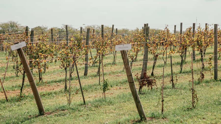 Buenos Aires: Wine Tasting & Lunch at Gamboa Vineyard - Best fit: who will love this day, and who might want a different plan