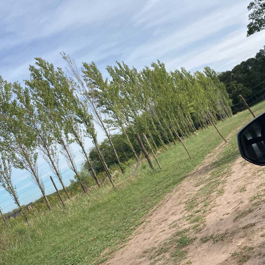 Enjoy a Rural Experience in a Vineyard near Buenos Aires - Is it wheelchair accessible and language-friendly?