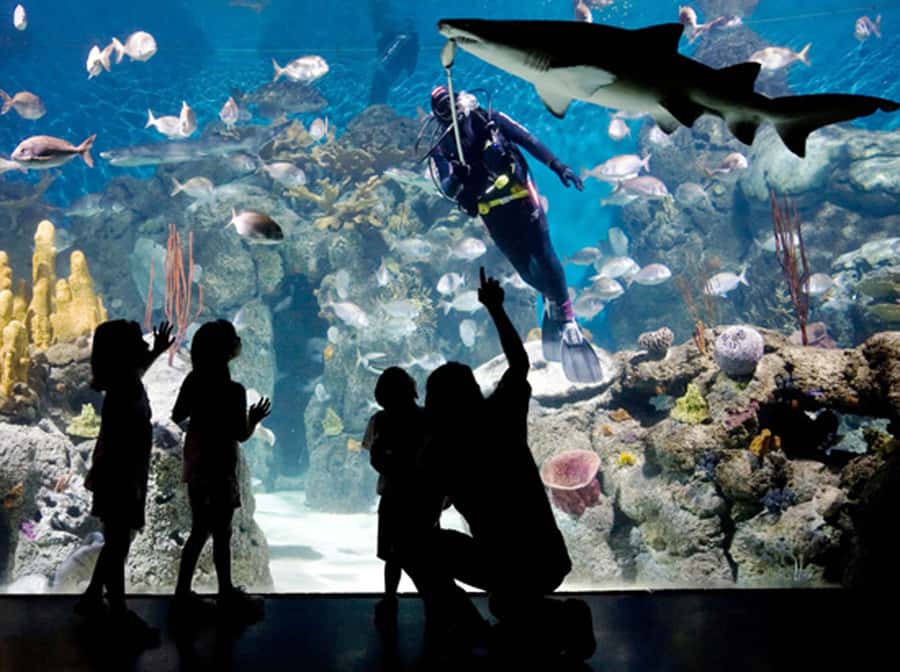 From Buenos Aires: Full-Day Temaiken Eco Park - Temaiken Bioparque: why a zoo visit here feels different