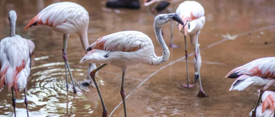 From Buenos Aires: Full-Day Temaiken Eco Park - Learning that doesn’t feel like homework