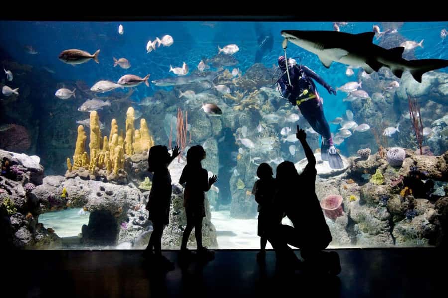 From Buenos Aires: Temaiken Zoo Tour with Ticket Included - Should you book Temaikén Biopark with transfers and a guide?