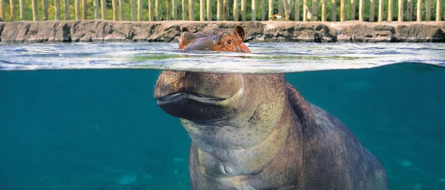 From Buenos Aires: Temaiken Zoo Tour with Ticket Included - Buenos Aires to Temaikén: transfers that keep your day easy