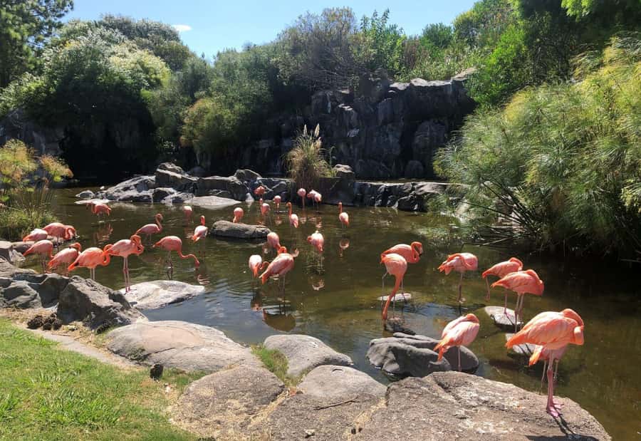 From Buenos Aires: Temaiken Zoo Tour with Ticket Included - The giant aviary: birds from all over with room to breathe