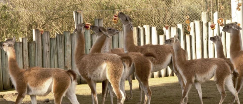 From Buenos Aires: Temaiken Zoo Tour with Ticket Included - La Chacra farm: the rural break from big-city sights