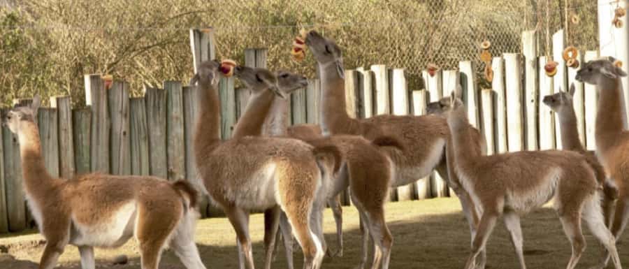 From Buenos Aires: Temaiken Zoo Tour with Ticket Included - The 360-degree cinema: a clever way to understand what you’re seeing