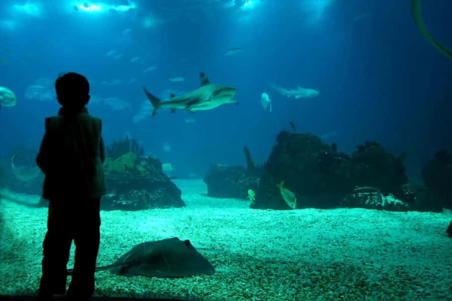 From Buenos Aires: Temaiken Zoo Tour with Ticket Included - Price and logistics: does $135 feel worth it?