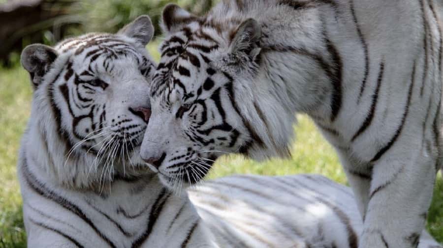 From Buenos Aires: Temaiken Zoo Tour with Ticket Included - Making the most of 6 hours: simple, practical tips