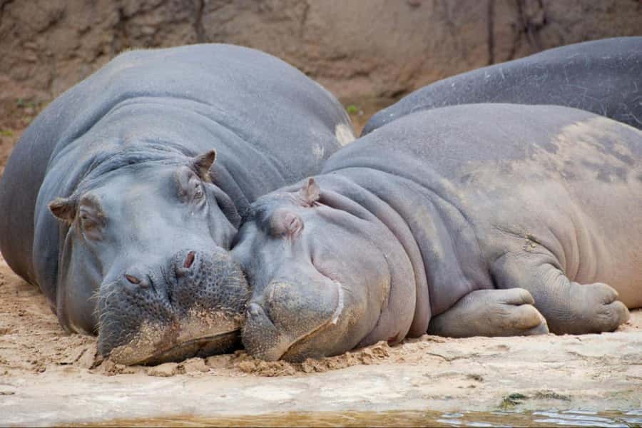 From Buenos Aires: Temaiken Zoo Tour with Ticket Included - Who this Temaikén tour is best for