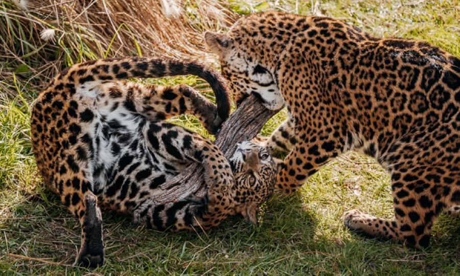 From Buenos Aires: Temaiken Zoo Tour with Ticket Included - Aquarium time: Argentine sea in three connected water worlds