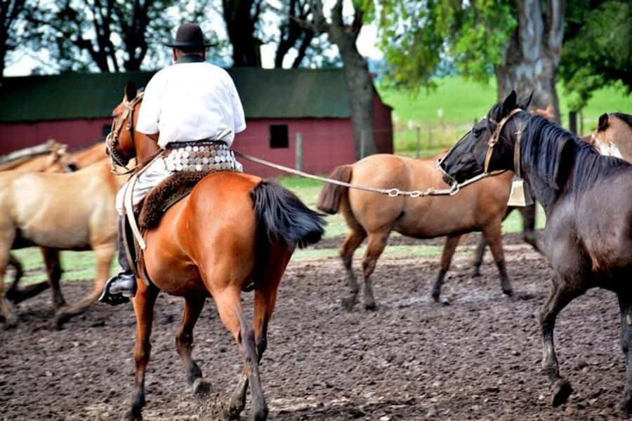 Full-Day at Santa Susana Ranch with BBQ, Drinks and Show - Boleadoras and gaucho competitions: the skills are the real wow